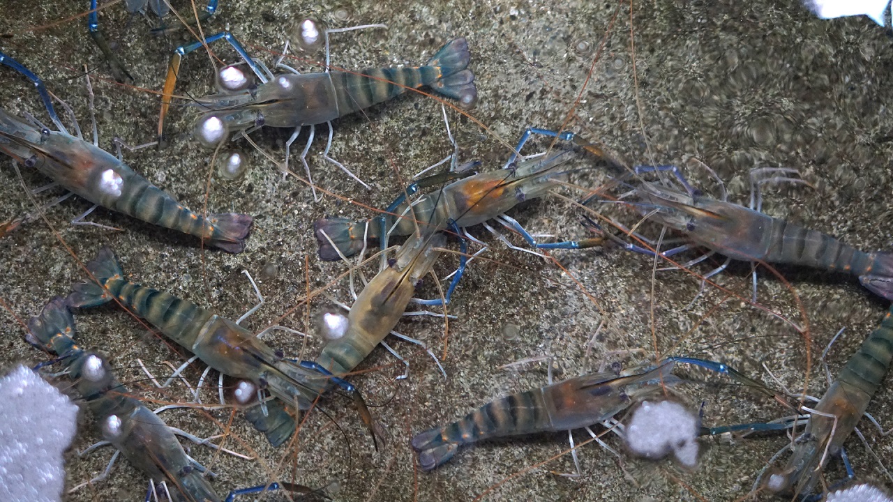 brand 04 2 brand 04 2